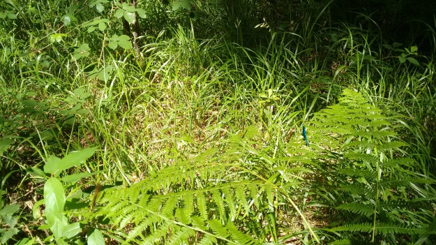 img_20160729_165634823