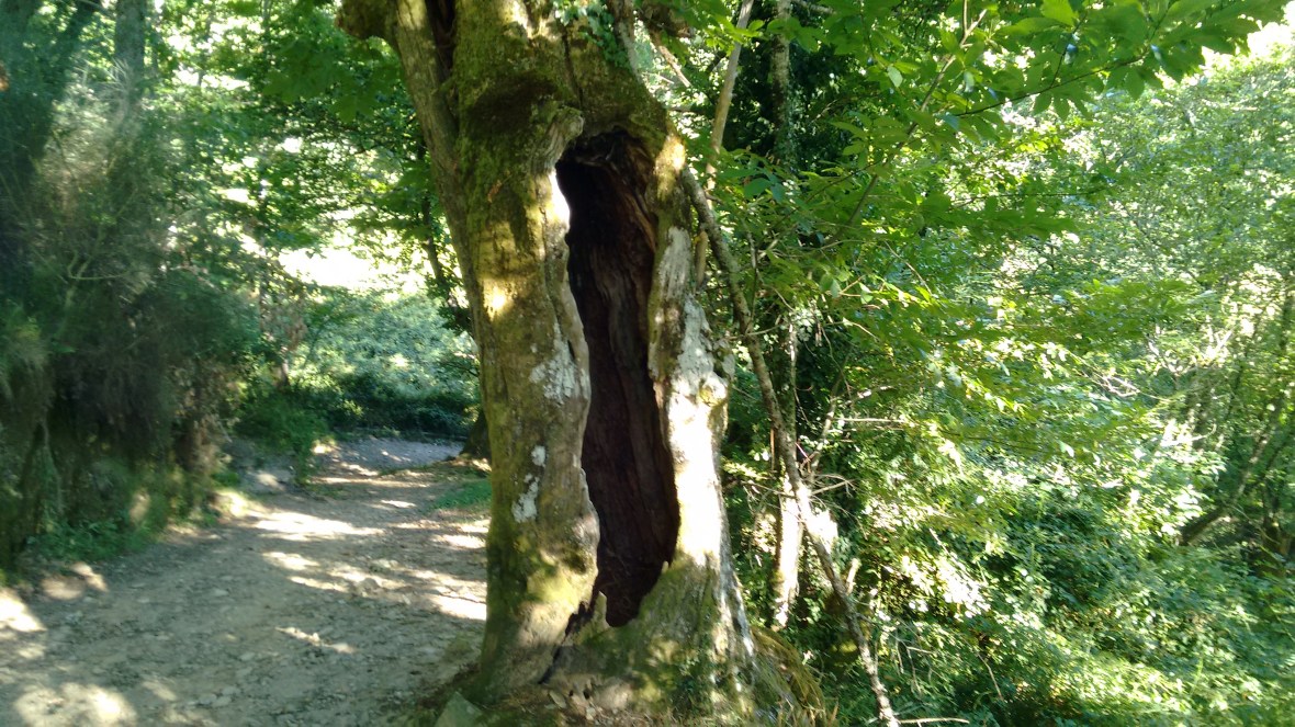 Urban dandi ou vagabundo de congostra